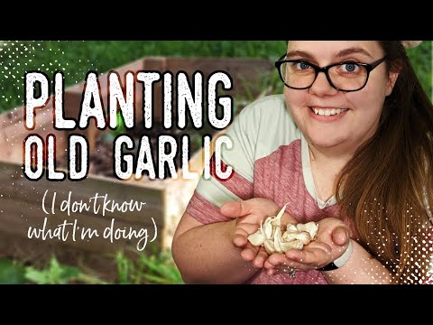 , title : 'Did I Do This Right? | Planting Garlic Before Winter Frost | Livvy Golightly'