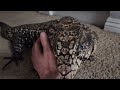 Tegu Wants To Be Pet