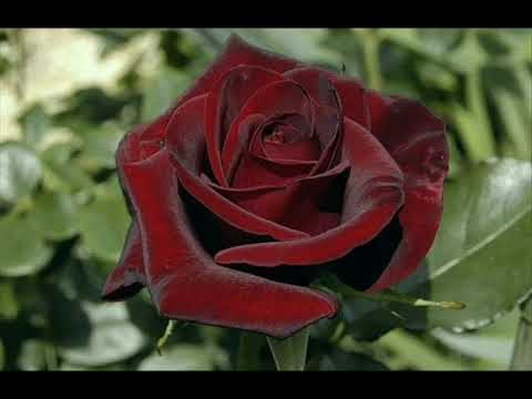 Matsuura Yasunodu   Blues