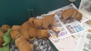 Video preview image #18 Labrador Retriever Puppy For Sale in WEST SALEM, WI, USA