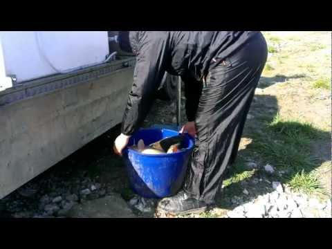 Populare Crap Oglinda Pescaria Ciacova - 02.03.2013 - Partea 5