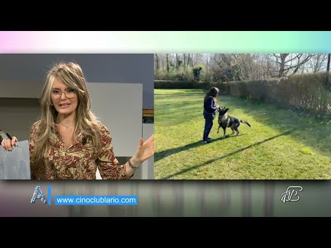 ANGOLI 25/3/2021: COSTRUIRE UN BUON RAPPORTO CON IL NOSTRO CANE - FACILE ANCHE DURANTE IL LOCKDOWN