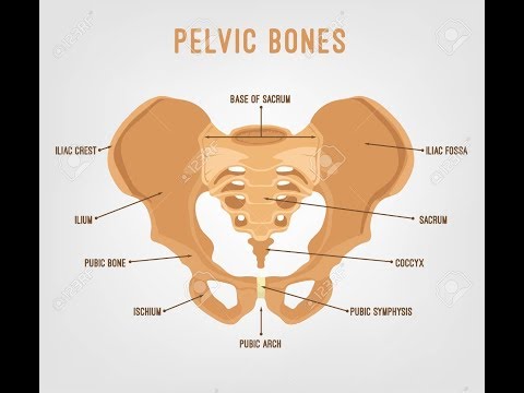 Pelvis and Femur Anatomy Labeled and explained