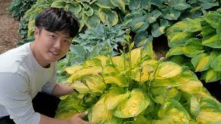 이보다 더 아름다운 정원이 있을까요? 세계최고의 월터스가든 만나보세요^^ #정원 #가든 #가드닝