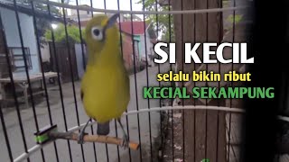 Download lagu SI KECIL YANG SELALU BIKIN RIBUT KECIAL KUNING || SATU KAMPUNG|| @zgkicaulombok6363 mp3 Download lagu SI KECIL YANG SELALU BIKIN RIBUT KECIAL KUNING || SATU KAMPUNG|| @zgkicaulombok6363 mp3