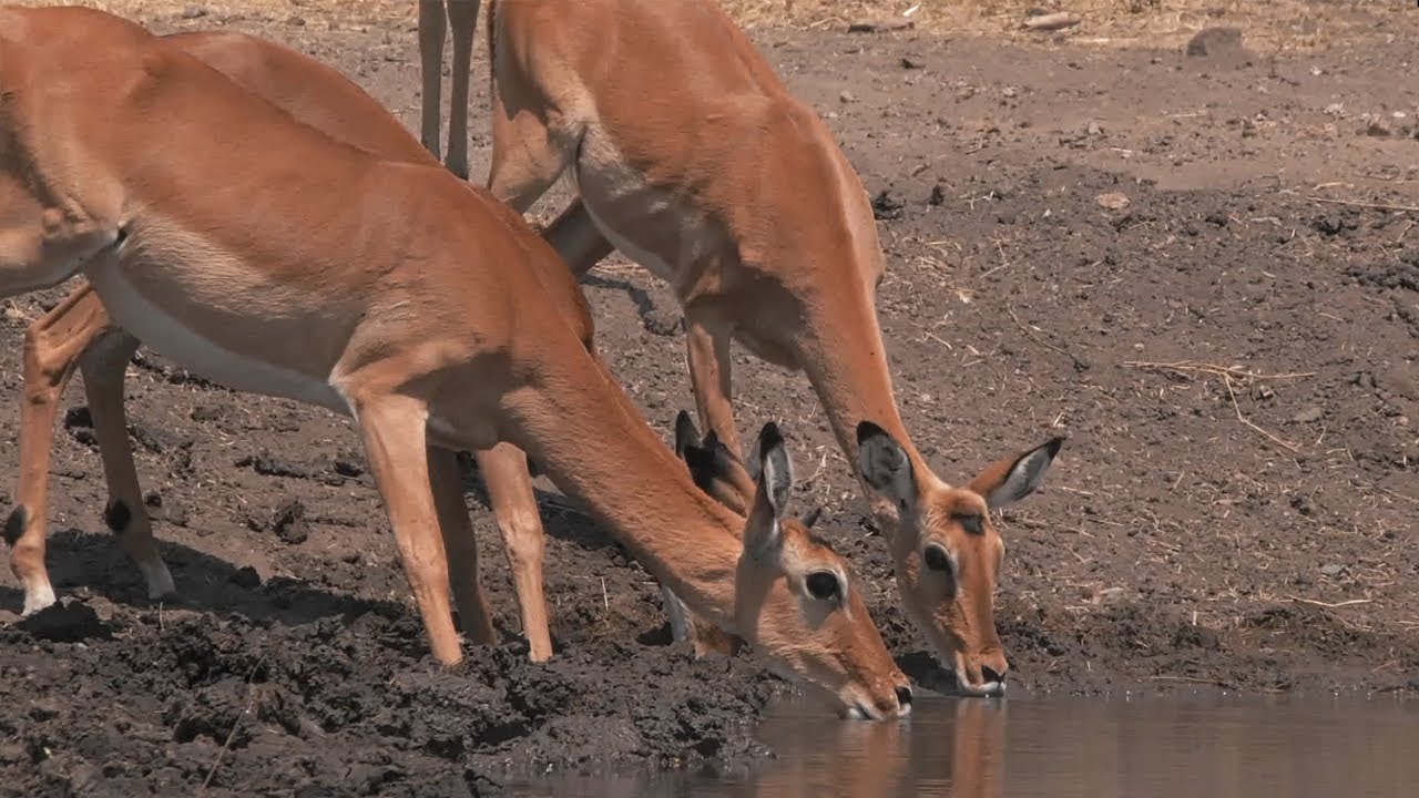 Building The Waterhole (Behind The Scenes) Waterhole: Africa's Animal Oasis BBC Earth