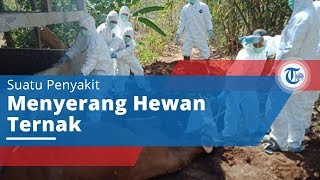 Penyakit Antraks, Penyakit yang Menyerang Hewan Ternak