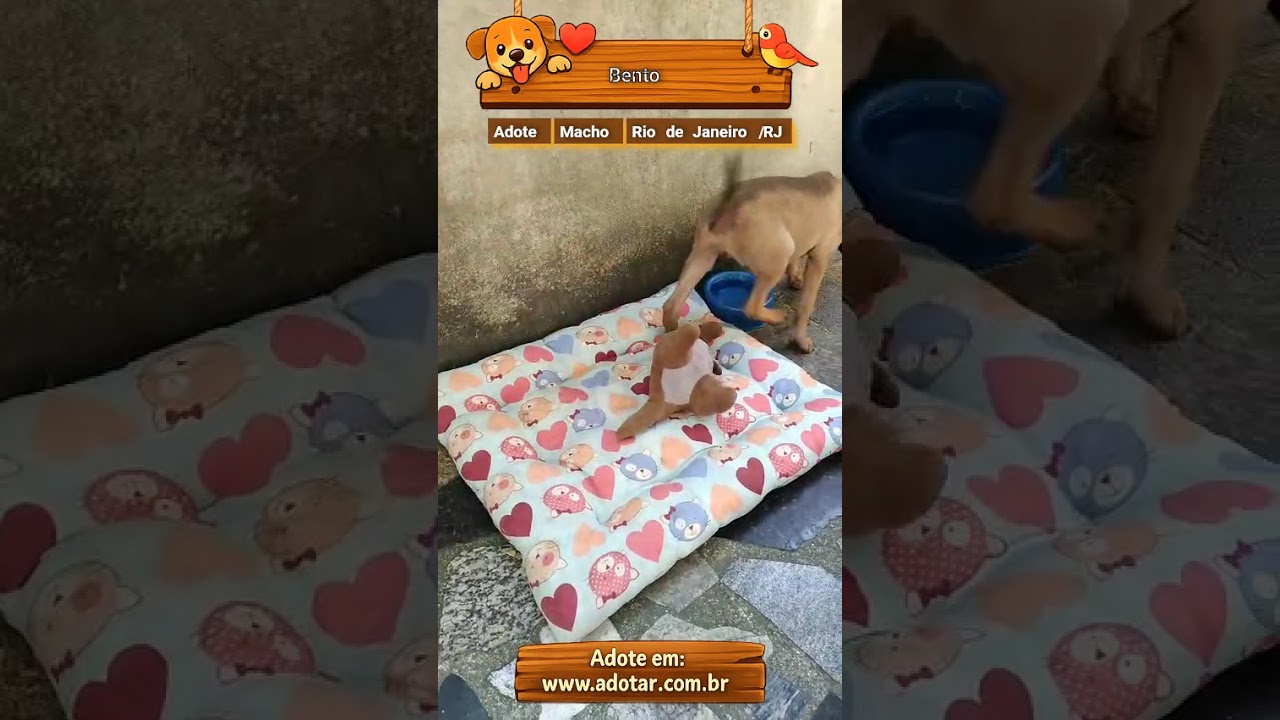 Cachorro raça SRD-ViraLata idade 2 a 6 meses nome Bento 