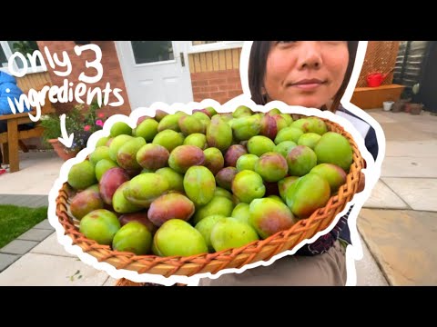 Want to make plum wine in a Nepalese way? | Sugar free wine homemade |