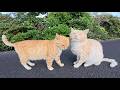 The Cats Come Out Of Their Territory To Greet The Humans