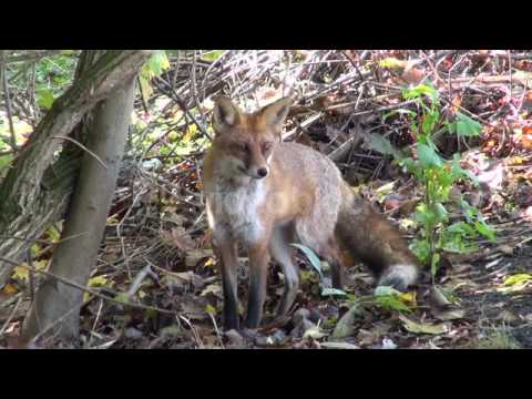 BEAUTIFUL FREE WILD RED FOX VULPES VULPESIN AUTUMN FOREST VJOXJUA
