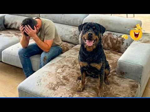 Best Of The 2025 Funny Animal Videos 🤣🐶 The Funniest Cat & Dog Moments Compilation 😁.