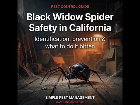 Black Widow Spider Safety in California: Complete Guide to Identification, Prevention, and What t...