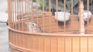 Download lagu suara burung sanma ngriwik mp3