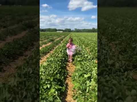 Ilias Welt Shorts 🍓Mit Aria im Erdbeerland! 🍓Um 11 gibts noch ein Video mit Aria!❤️