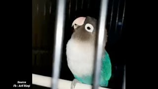 Download lagu MANTAP..!! Masteran Lovebird BETINA MINOR. Lovebird Manapun Akan Ikut Ngekek DOBELAN mp3