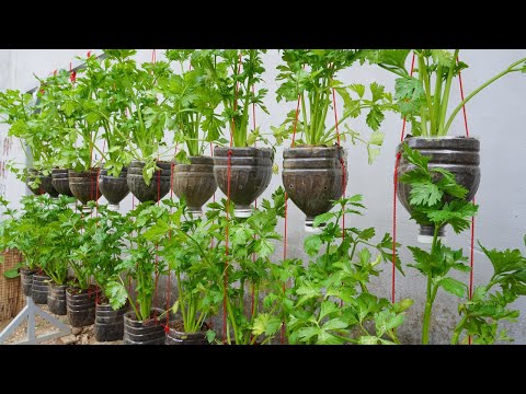 Let s grow bitter melon for your family this way it s very fruity and easy to make