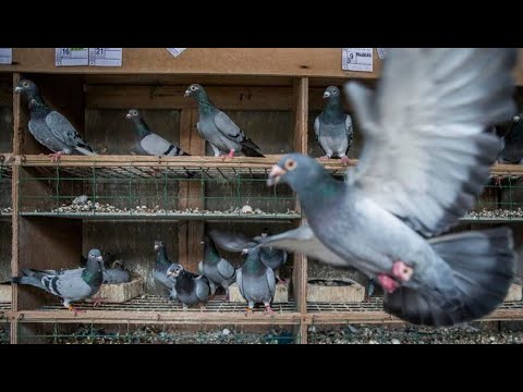 , title : 'La paloma mensajera más cara del mundo se vende por 1,6 millones de euros'