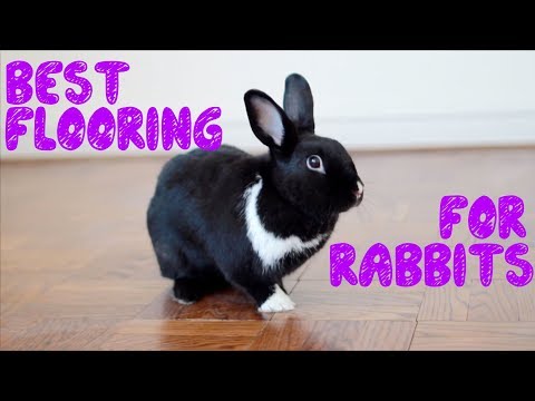 download lagu mp3 mp4 Rabbit Scratching Carpet, download lagu Rabbit Scratching Carpet gratis, unduh video klip Rabbit Scratching Carpet