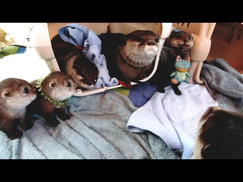 Kotaro & Hana again! Could Atty have swum in the river with them!? [Otter life Day 344]【カワウソアティ】