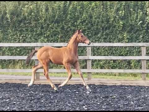 Vanquish - Valverde Colt 2021