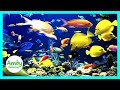 🎧 Stunning Aquarium & The Best Relaxing Music -  SLEEP MUSIC - HD 1080P