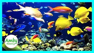 🎧 Stunning Aquarium &amp; The Best Relaxing Music -  SLEEP MUSIC - HD 1080P