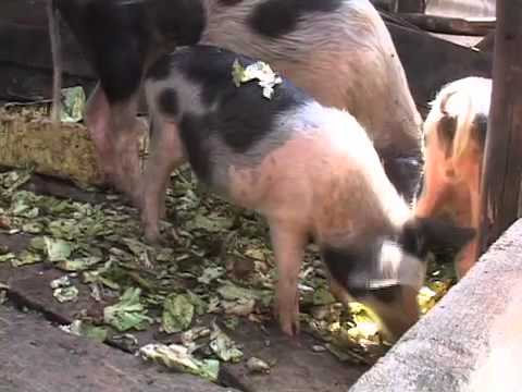 download lagu mp3 mp4 Project Have Hope, download mp3 Project Have Hope free downloadn, video klip Project Have Hope