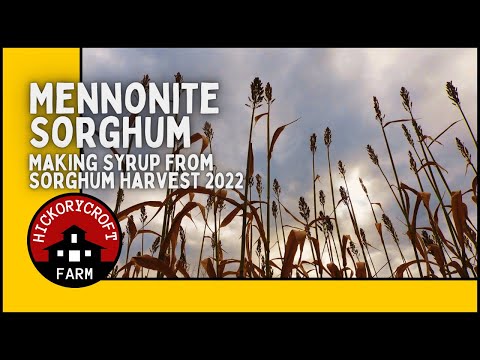 Mennonite Sorghum | How to Make Sorghum Syrup from our 2022 Sorghum Harvest