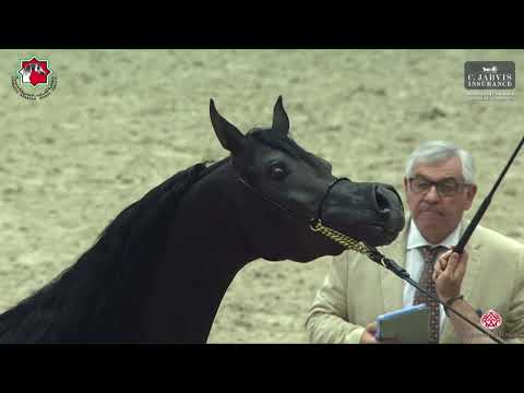 N 67 SAMRAA ALBIDAYER   Sharjah International Arabian Horse Festival 2023   Fillies 2 Yrs  Old Secti