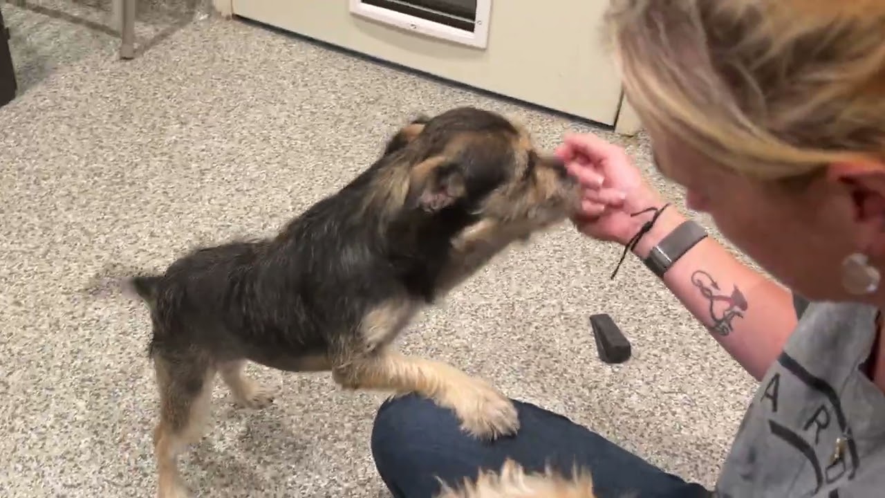 Enlarge Haven, a Adopted Terrier in Austin, TX video 3/3