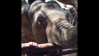 象キャンプランパーン