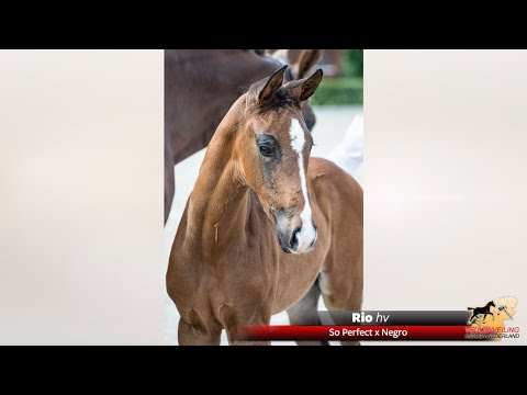 Rio | So Perfect x Negro