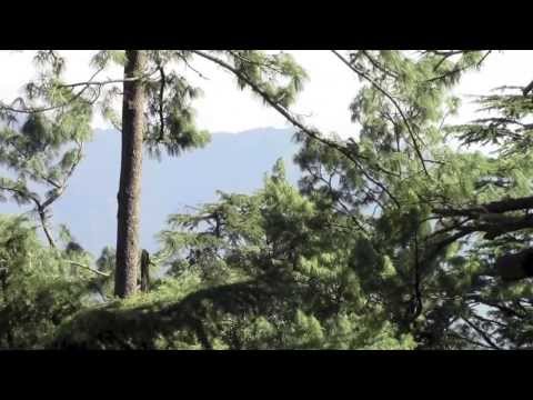 Shimla video