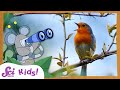 Let S Go Bird Watching SciShow Kids Compilation