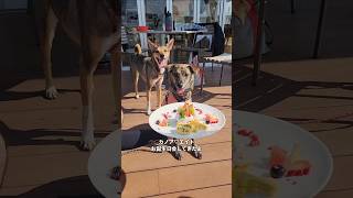 【仲良し】兄妹犬と2歳の誕生日会をしてきたよ🎂 #元野犬 #元野犬との暮らし #雑種犬