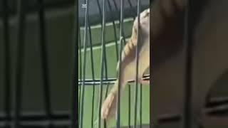 Download lagu Burung CIBLEK SAWAH Gacor Ngamuk Suara Kasar Mantap Buat Masteran full DURASI 23 Januari 2026 mp3