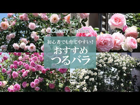 つるバラ「スーパーエクセルサ」 植物