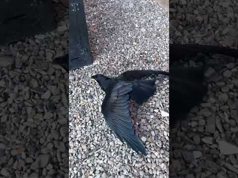 Crows Can Do This?