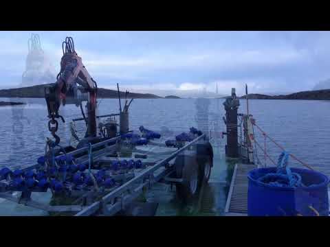 Island Life - Inish Turk Beg
