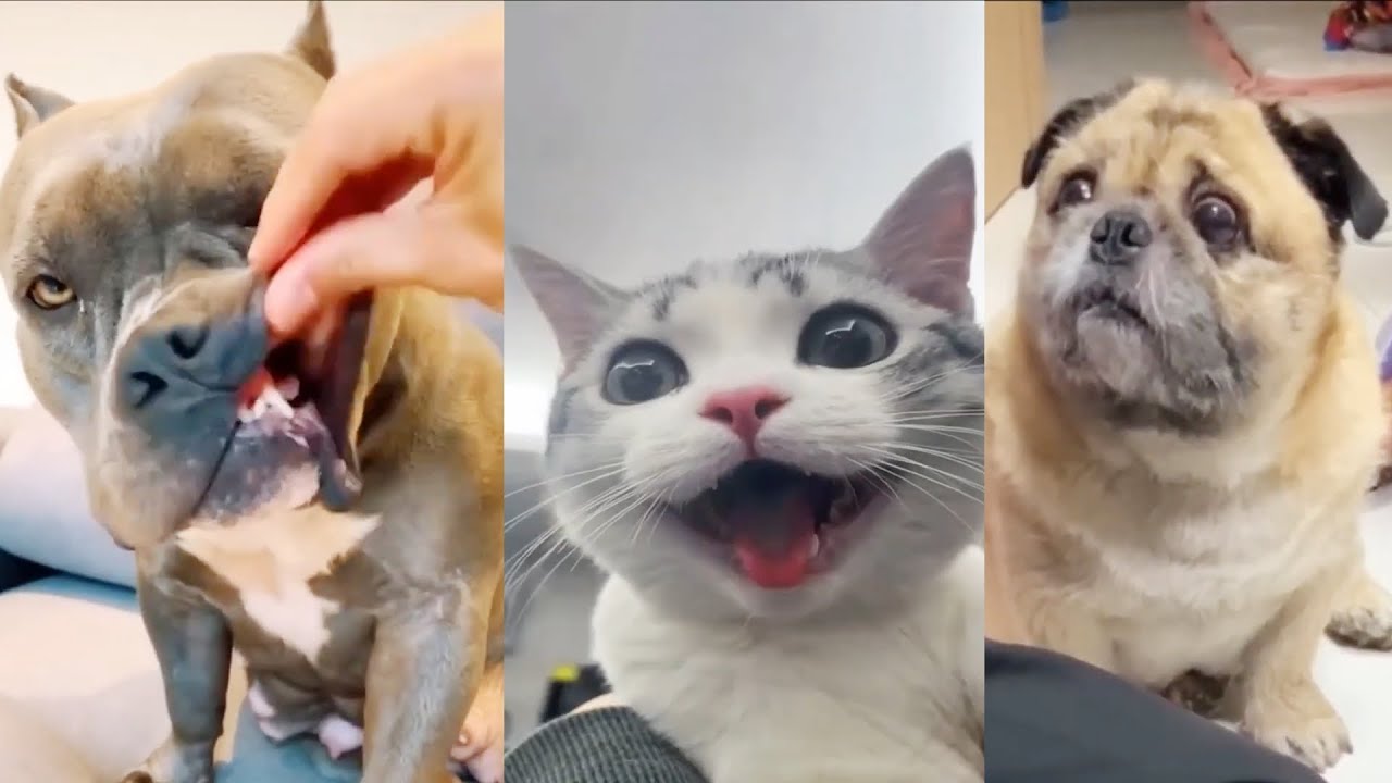 Funniest Cats and Dogs 😂 Ultimate Pet Fails Compilation! Part 8 | Can't Stop Laughing