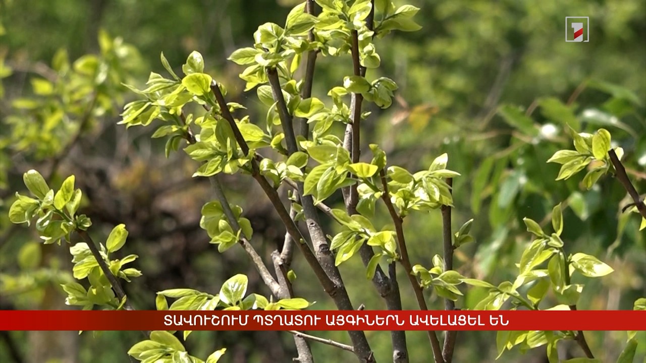 Տավուշում պտղատու այգիներն ավելացել են