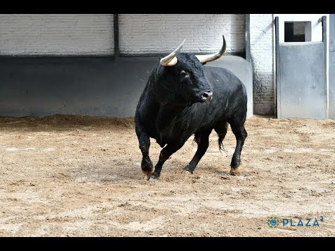 SORTEO | Corrida de toros 21 mayo, Fuente Ymbro