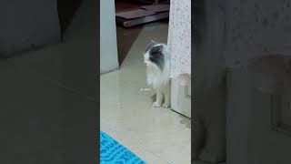 Download lagu Disuruh kebabu aja diaa gengsi wkwkwk #kucingtiktok #kucingkusayang #kucingkucingtiktok #kucingku mp3 Download lagu Disuruh kebabu aja diaa gengsi wkwkwk #kucingtiktok #kucingkusayang #kucingkucingtiktok #kucingku mp3