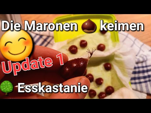 The chestnuts 🌰 of the sweet chestnut tree are germinating. Update on growing your own chestnuts ...