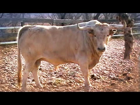 Ganaderías de Toros Bravos 2010 Bella Lucia, Baltasar Iban y Victor Huertas, Parte 1