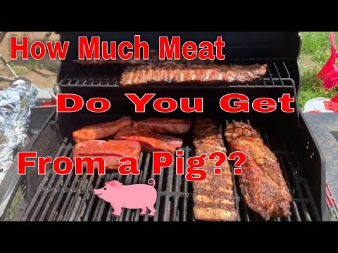 How Much Meat Do You Get From a Pig / Hereford Pig...