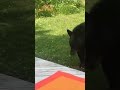 Cat Vs Bear Shorts Cat Bear Catvsbear