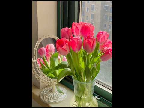 Tulip Flowers 😍🌷✨️ #tulip #flowers #nature #beautiful