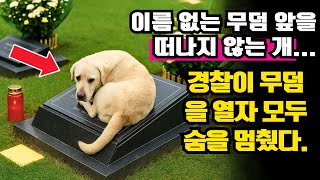 Download lagu 이름도 모르는 무덤을 떠나지 않는 개… 경찰이 무덤을 열자 모두 숨을 멈췄다ㅣ노년의 지혜ㅣ인생조언ㅣ오디오북ㅣ 삶의 지혜 mp3